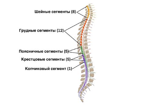 Спинной мозг - презентация онлайн