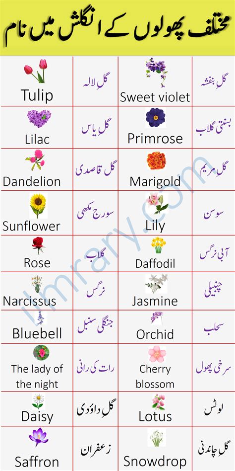 Flowers Names In English With Urdu Meaning Artofit