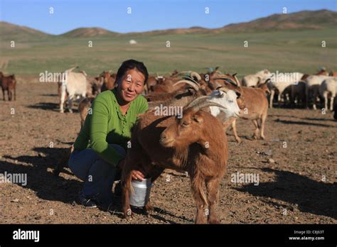 Mongolian woman, Mongolia, steppe, nomads, daily life, nomad-camp, goat ...