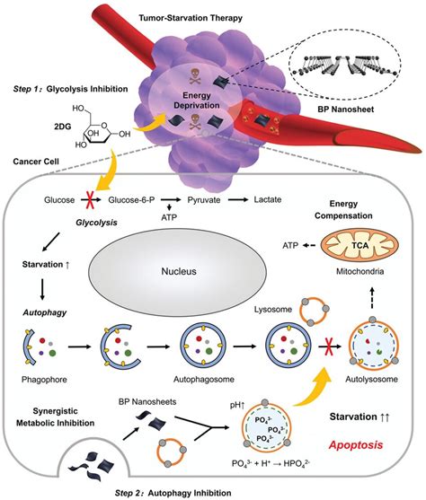 Schematic illustration for the mechanism of autophagy... | Download ...