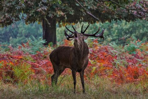 Red Stag Roar by Tcpix | ePHOTOzine