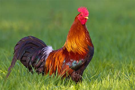 Chicken Animal Stock Photos Kimballstock