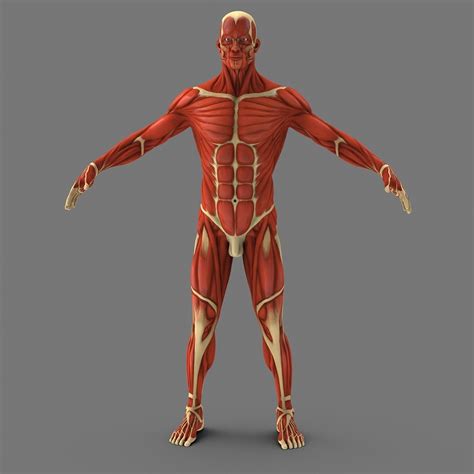 3d Model Muscular Human
