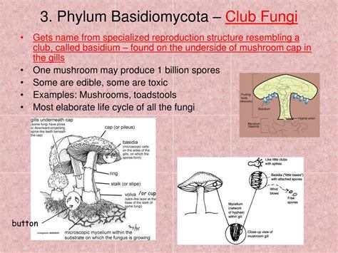 Ppt The Fungi Kingdom Powerpoint Presentation Free Download Id3033564