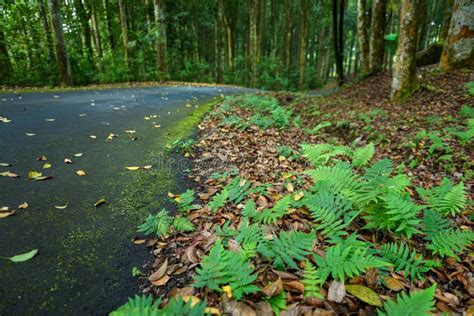 Beautiful Botanic Gardens Of Bali Stock Image Image Of Outdoors Asia