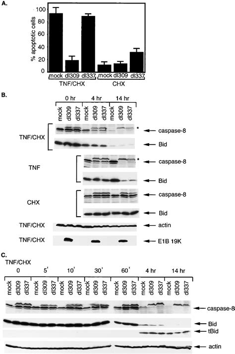 Tnf Signals Apoptosis Through A Bid Dependent Conformational Change