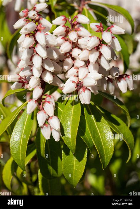 Pieris Katsura Japonica