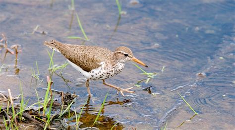 NW Bird Blog: Spotted Sandpiper