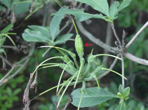 Collecting Seeds From Wild Azalea