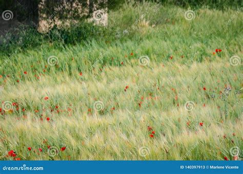 Campo De Trigo E De Papoilas Fundo Preto Imagem De Stock Imagem