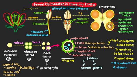 Solution Sexual Reproduction In Flowering Plants Mind Map Studypool