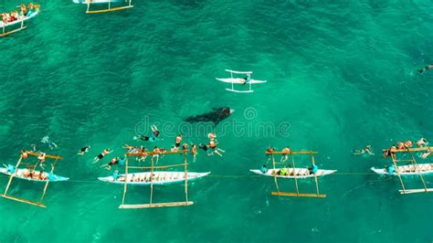 Oslob Whale Shark Watching In Philippines Cebu Island Stock Footage