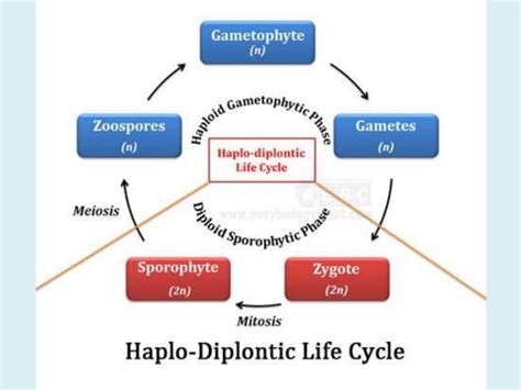 Life Cycle Of Algae PPT