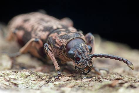 Fungus Weevil Photograph By Melvyn Yeoscience Photo Library Pixels