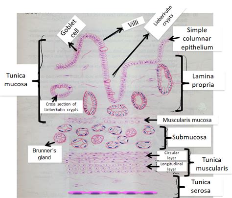 duodenum | Gastrointestinal system, Medical education, System