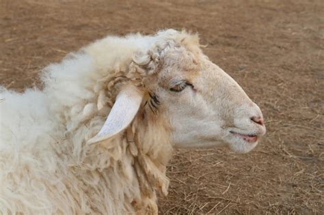 Premium Photo Sheep Face Side View