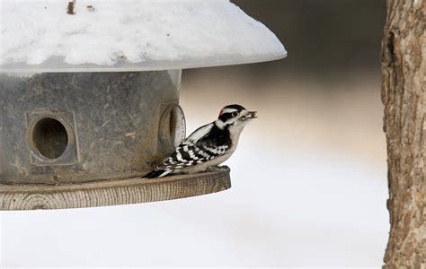 Winter Bird Feeding: Good or Bad for Birds?