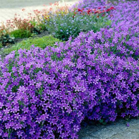 Campanula Portenshlagiana