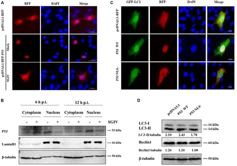 Frontiers Singapore Grouper Iridovirus Sgiv Inhibited Autophagy For