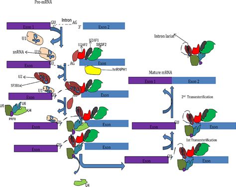 Role Of Rna Splicing Mutation Ijgm