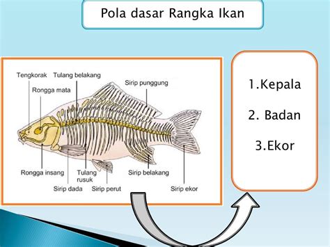 Detail Gambar Rangka Ikan Koleksi Nomer 5