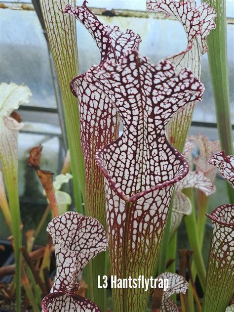 Sarracenia Leucophylla L3 X Moorei Orange X Flava Atropurpurea