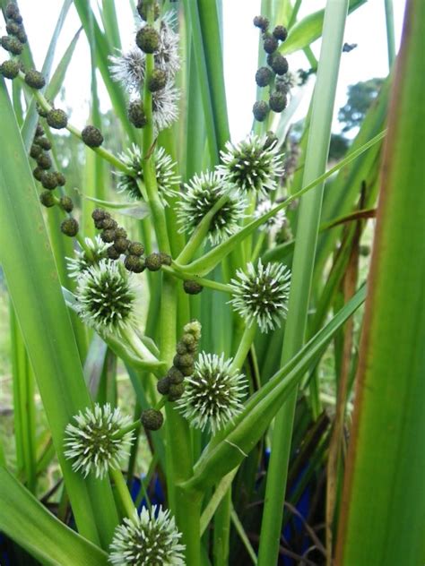 Sparganium Emersum Unbranched Bur Reed Devon Pond Plants