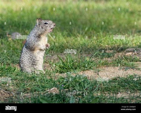 High Pitched Alarm Hi Res Stock Photography And Images Alamy