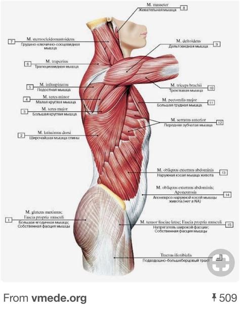 Muscles of shoulder anatomy – Artofit