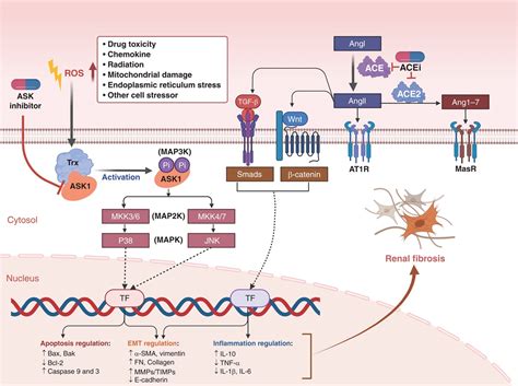 ASK1 Inhibitor In Chronic Kidney Disease Therapy From Bench Kidney360