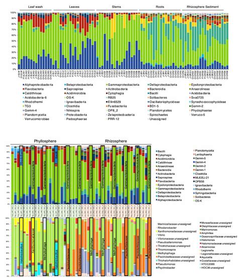 Bacterial Community Composition In Phyllosphere And Rhizosphere Of