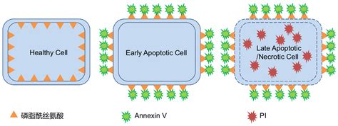 【实验技术笔记】细胞表型检测之细胞凋亡（hoechst染色 Pi染色 Tunel 染色 Annexin V Pi 双染） Tunel染色 Csdn博客