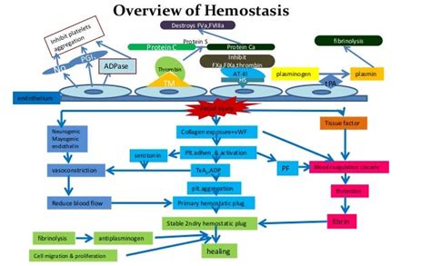 Normal Haemostasis