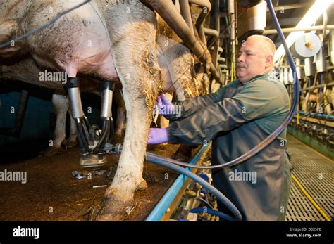 Dairy Man Putting On Milking Clusters On Dairy Cattle In Parlour Stock