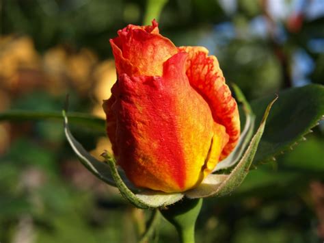 Gratis billeder natur blomst blad kronblad tulipan Rose rød