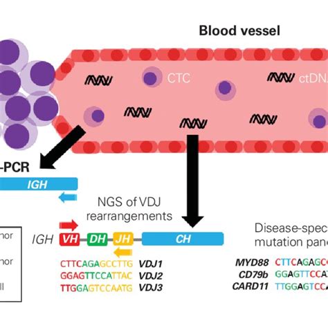 Molecular Monitoring Of Circulating Tumor Cells And Circulating Tumor