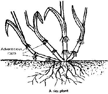 Definition & Functions Of Adventitious Roots Example In Plants & Trees [Here's The Answer ...