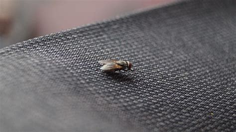 Nature, Birds and Wildlife | Fly infestation what to do?