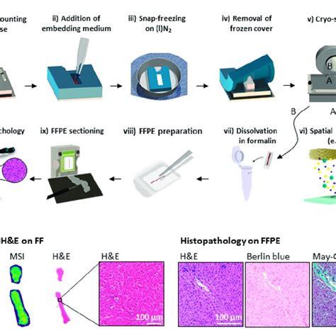 Schematic Representation And Developmental Stage Results Of Workflow Download Scientific