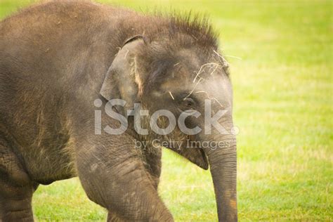 Baby Indian Elephant Stock Photo | Royalty-Free | FreeImages