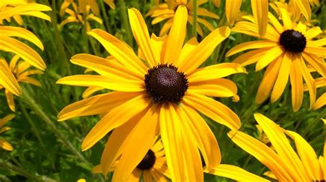 10 schönsten gelben Blumen für Garten und Balkon