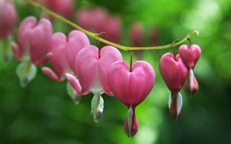 Heart Shaped Flowers | Flower names, Heart shapes, Flowers