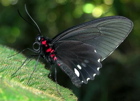 Parides Erithalion Tarapoto Tunnel Area San Martin Peru John