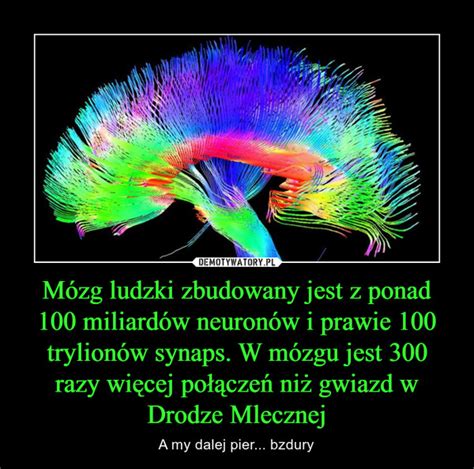 M Zg Ludzki Zbudowany Jest Z Ponad Miliard W Neuron W I Prawie