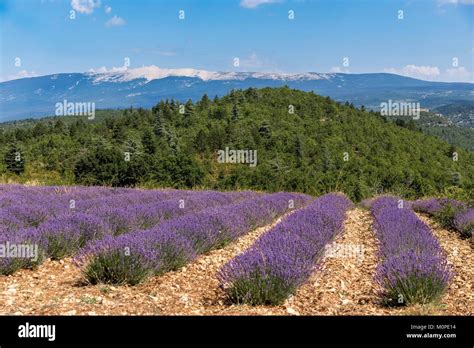 Francevauclusemonieuxfield Of Lavender In The Collar Of The Relay