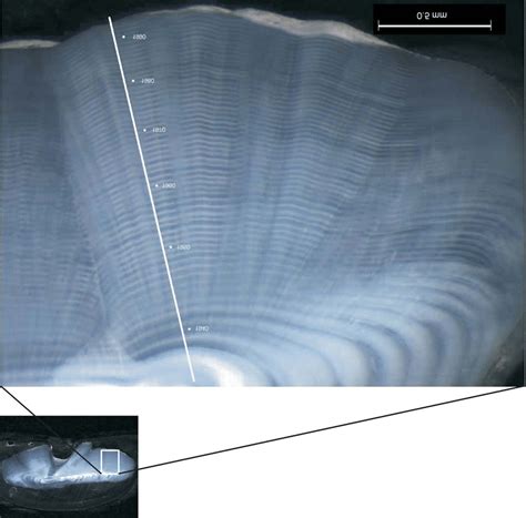 Magnification Of Sebastes Diploproa Otolith Cross Section Annual