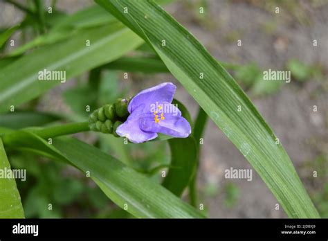 Beautiful Light Cyan Flowers Tradescantia Latin Tradescantia