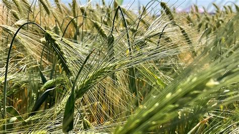 What The New Winter Barley Varieties Offer For 2023 24 Farmers Weekly