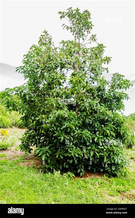 A Tall Green Mature Avocado Tree Is With Round Unripe Fruits Stock