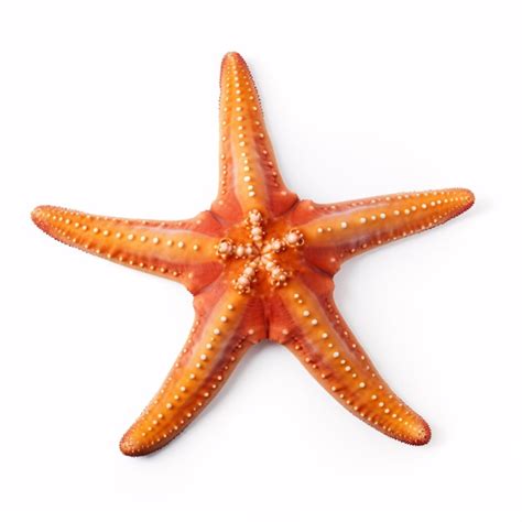 Estrela Do Mar Isolada Em Uma Praia Mar Tima De Fundo Branco Perfeita